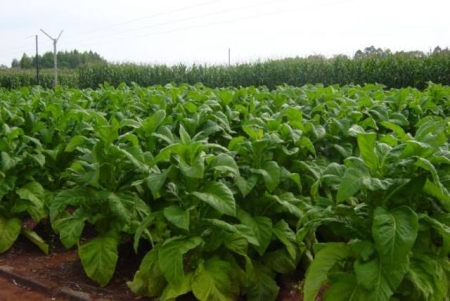 Tabaco: produção esperada para a próxima safra em São Lourenço do Sul é de 20.400 toneladas