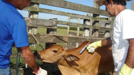 Vacinação contra Raiva: IVZ alerta os produtores sobre vacinação dos bovinos e equinos