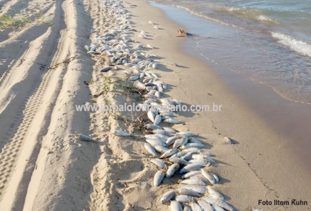 Muitos peixes mortos na orla da Lagoa dos Patos em São Lourenço do Sul