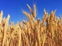 Plantio de trigo iniciou no Estado
