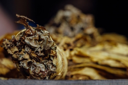 AFUBRA: Comercialização do tabaco está em 55%