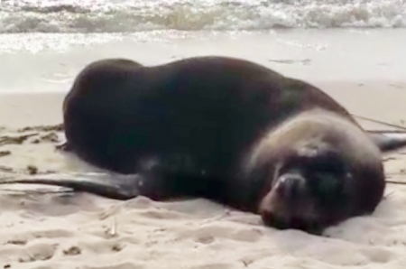 Leão marinho apareceu na praia da Barrinha