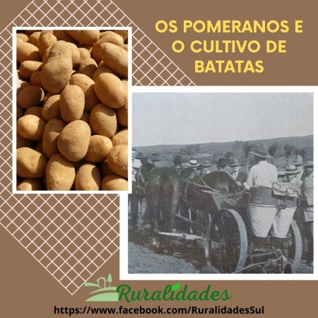 Os Pomeranos e o cultivo de batatas - Por Jairo Scholl Costa (*)