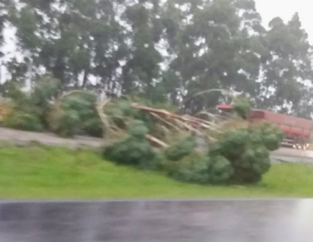 Árvore tomba sobre a pista na  BR 116 entre São Lourenço e Turuçu
