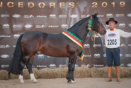 Cavalo de São Lourenço do Sul ganhou prêmio na Expointer