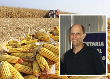 Safra do milho: início da colheita confirma perdas no Estado