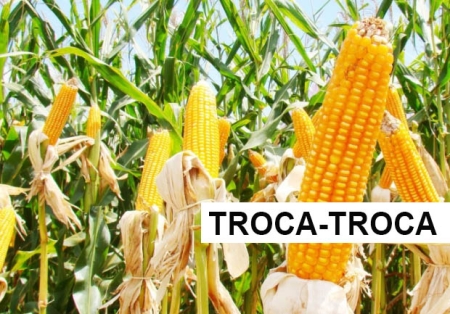 Programa Troca-Troca: Iniciaram nesta segunda-feira os pedidos de sementes de milho