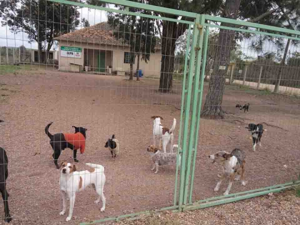 Contraponto da Prefeitura sobre as denúncias de vereadora Fabiane Peeglow sobre o Abrigo Municipal de Animais