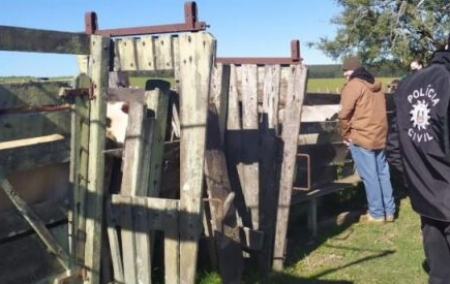Furto abigeato em propriedade no Carahá