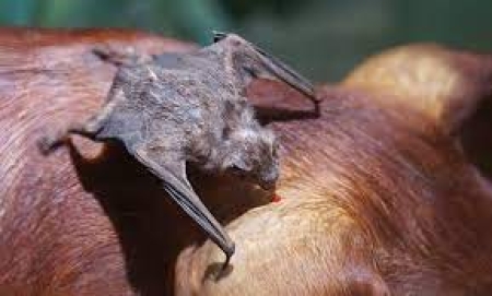 São Lourenço não registrou caso de raiva herbívora