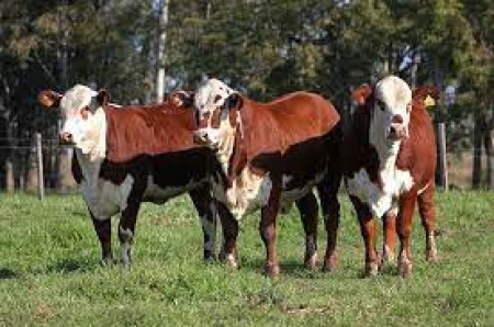 MUNICÍPIO APRESENTA ÍNDICE VACINAL INSUFICIENTE CONTRA BRUCELOSE BOVIDEA