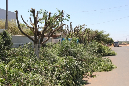 Seplama orienta sobre podas de árvores