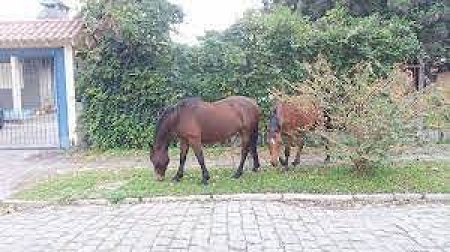 Cavalos soltos na rua podem ser recolhidos - Saiba como