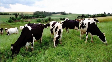 Prorrogado o prazo para Declaração Anual do Rebanho até 11 de novembro