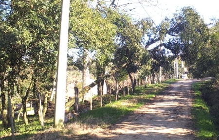 Moradores do Boqueirão pedem a Ceee Equatorial retirada de árvore caída na rede elétrica desde o ciclone de agosto