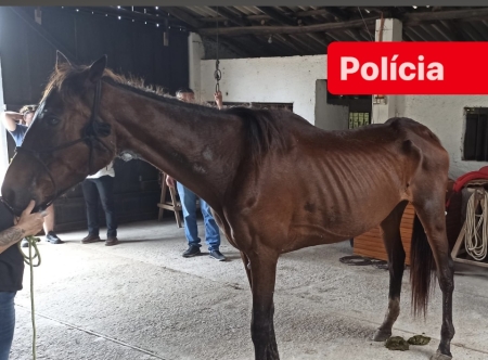 Polícia civil e Seplama atenderam ocorrência de Maus tratos a animais