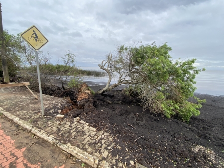 Algumas árvores na Barrinha não resistiram os ventos fortes e chuva da madrugada
