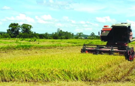 Lavouras de arroz em São Lourenço do Sul tiveram produção reduzida de 76 mil T para 71 mil T em 2022