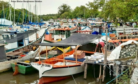 Expectativa da Safra de Camarão deste ano não se confirmou