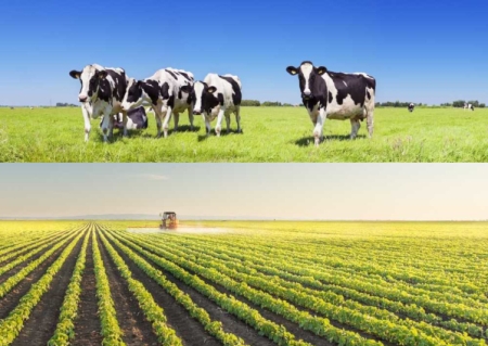 Confira os dados agropecuários conforme a IDA em São Lourenço