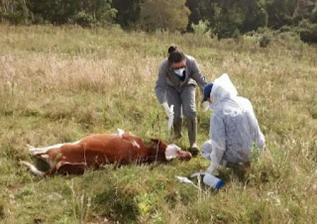 DECLARAÇÃO DE REBANHO DE 2022 PODERÁ SER ENTREGUE DE TRÊS FORMAS