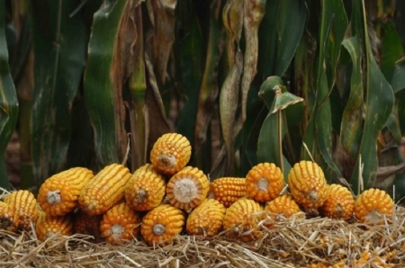 Subsídio de 100% no Programa Troca-Troca vale para produtores que residam em municípios com decreto de emergência homologado