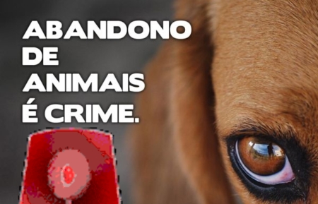 Mulher abandonou cachorro dentro de caixa de sapato