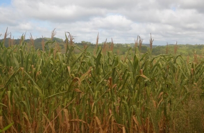 Situação de emergência em São Lourenço do Sul 