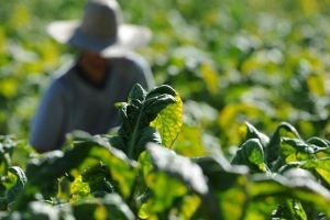 905 fumicultores atingidos pelo granizo