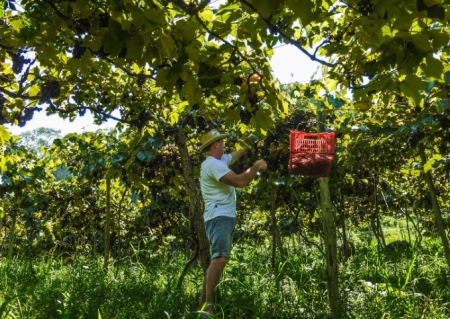Estudantes e docentes da FURG SLS participam de mutirão de integração da 18ª Semana do Alimento Orgânico nesta sexta, 20