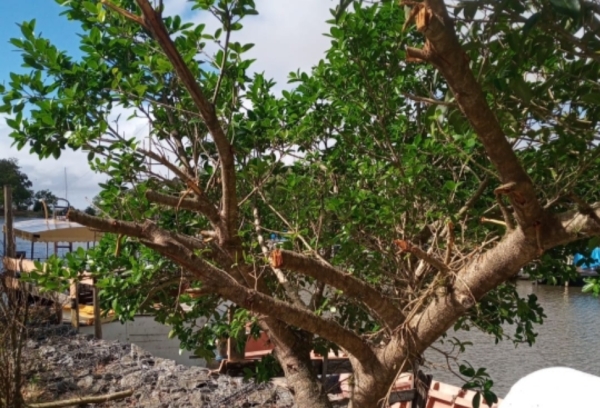 SEPLAMA registra caso de crime ambiental na orla do Arroio São Lourenço