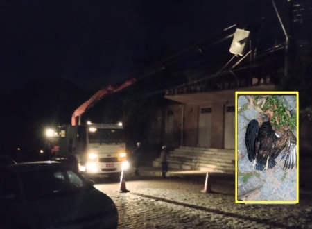 Ave atingiu rede elétrica e deixou parte da cidade sem energia