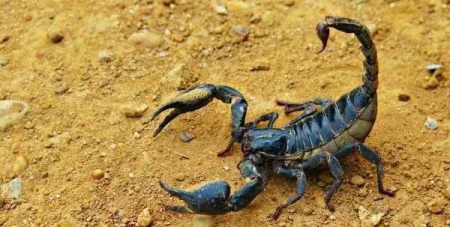 Vigilância alerta para cuidados de prevenção ao escorpião