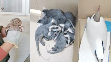 Animais silvestres foram encaminhados para reabilitação