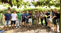 Colheita da Uva teve início neste domingo em São Lourenço do Sul