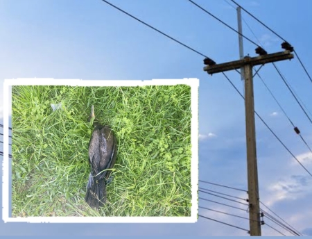 Pássaro caiu na rede elétrica e deixou parte do centro sem energia