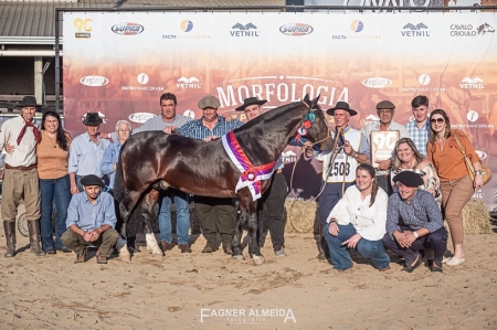 Cavalo de São Lourenço do Sul foi premiado na final da Morfologia Expointer 2022