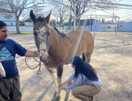 Colocação de Pulseiras  nos cavalos e liberação da documentação vão até esta terça-feira as 19h