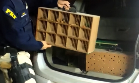 PRF prendeu um homem que transportava 120 pássaros silvestres no porta-malas de um carro