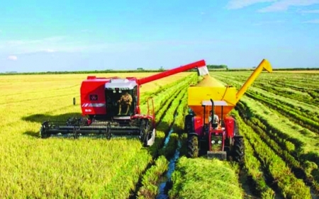 Arrozeiros lourencianos já colheram aproximadamente 25% da área cultivada