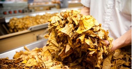 43% do tabaco já foi comercializado em São Lourenço do Sul