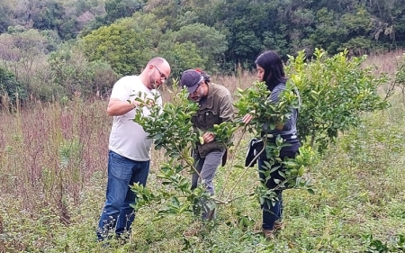 Em aula prática, estudantes realizam manejo em pomares de citros no interior de São Lourenço do Sul