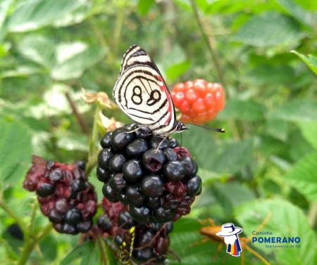 Primavera no Caminho Pomerano: Época de Cores, Aromas e Sabores