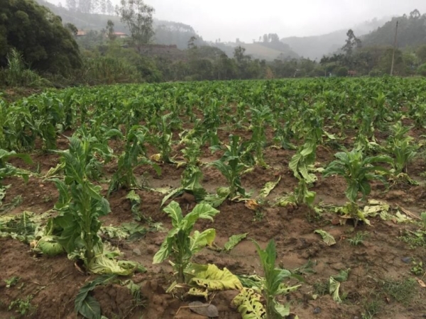 Tabaco: Granizo provocou 350 pedidos de seguro à Afubra nesta safra