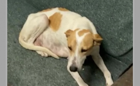 AJUDE: Grupo "CãomigoSLS" organiza vaquinha on line para cirurgia da Baya