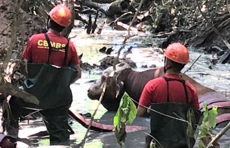 Corpo de Bombeiros resgatou animal de grande porte na Pacheca