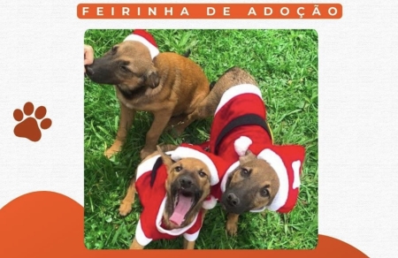 Feirinha de adoção acontece neste sábado na Praça central